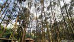 Menyesap Kesejukan Alam Hutan Pinus di Kuningan
