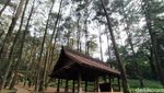 Menyesap Kesejukan Alam Hutan Pinus di Kuningan
