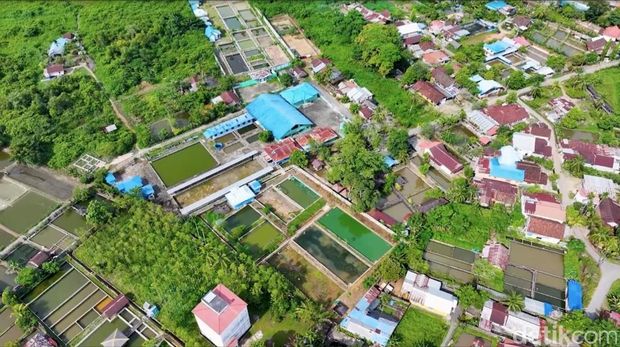 Aiptu Karyanto mengubah lahan rawa jadi tambak ikan