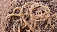 Di China pernah ditemukan semangkuk mie jewawut berusia 4000 tahun. Mie tersebut ditemukan di sepanjang Sungai Kuning atau Yellow River. Foto: Site News/Pool