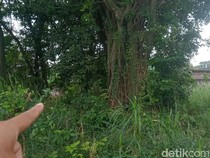 Misteri Gumuk Asu Klaten, Konon Sering Ditemukan Uang Kuno tapi...