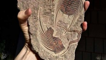 Fosil trilobita dari Maroko, artropoda laut Era Paleozoikum (520-250 juta tahun lalu), mungkin dari periode Devon. Lempengan ini mengawetkan beberapa individu dengan rangka luar tersegmentasi dan duri. Trilobita hidup di dasar laut, fosilnya sering ditemukan di batu kapur dan serpih. Pengawetan rinci menunjukkan penguburan cepat di lingkungan anoksik, menjaga struktur rapuh. Foto: Boredpanda