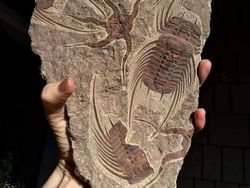 Temuan Arkeolog Ini Bikin Melotot, Jejak Peradaban Kuno Terkuak!