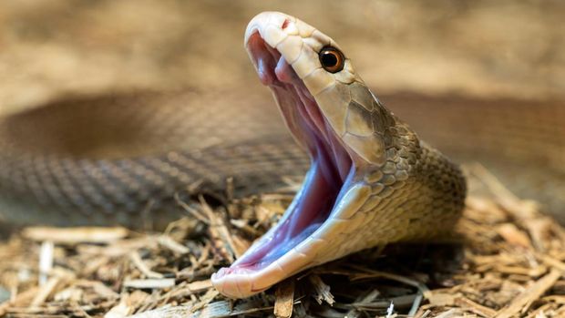 Ular Coastal Taipan, salah satu jenis ular berbisa