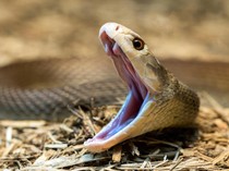 10 Gejala Akibat Gigitan Ular Berbisa dan Pertolongan Pertama yang Dilakukan