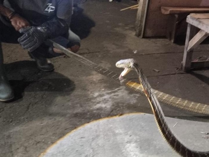 Ular King Kobra yang diamankan di rumah salah satu warga di Banjar Darma Kelod, Penebel, Tabanan oleh RAT pada Minggu (29/6/2025) malam.