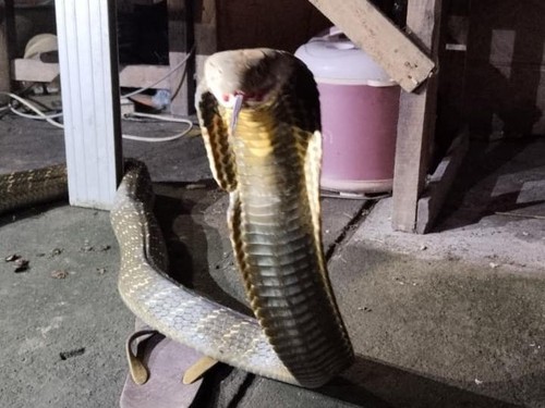 Ular King Kobra yang diamankan di rumah salah satu warga di Banjar Darma Kelod, Penebel, Tabanan oleh RAT pada Minggu (29/6/2025) malam.