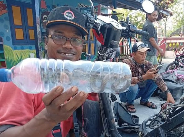 Ular kobra jawa dievakuasi relawan dari motor warga Japanan, Cawas, Klaten, Senin (30/6/2025).