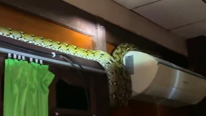 Ular piton 3 meter masuk rumah Kadis PMD Barru.