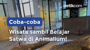 Video Nyobain Animalium BRIN!