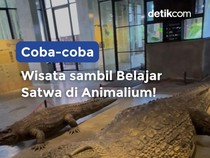 Video Nyobain Animalium BRIN!
