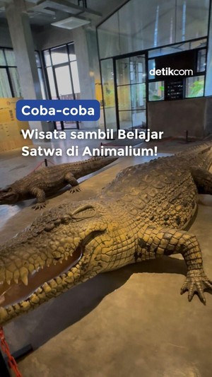 Video Nyobain Animalium BRIN!