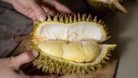 Durian monthong dari Thailand juga termasuk jenis buah mahal di dunia. Harga satu buah utuhnya dibanderol mulai dari Rp 500.000-an, tergantung ukuran. Foto: Getty Images/Yopin Mekkawan