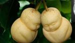 Deretan 10 Buah Termahal di Dunia, Ada Melon Seharga Mobil!