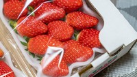 Stroberi Bijin Hime dalam bahasa Jepang memiliki arti Putri Cantik. Harga dari stroberi Bijin Hime juga terbilang fantastis mencapai 50.000 Yen (Rp 5,5 juta) per buahnya. Foto: Getty Images/iStockphoto