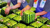 Selain semangka Densuke, ada lagi semangka mahal di Jepang yang berbentuk unik. Semangka berbentuk kubus ditawarkan sekitar Rp 3 jutaan. Foto: Wisata App