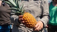 Nanas Helligan yang ditanam di kebun raya Lost Garden of Helligan di Cornwall, Inggris juga tergolong buah termahal. Nanas ini pernah ditawarkan seharga Rp 18,4 juta per buah. Foto: Cornwall Live