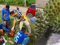 Anak Durhaka! Dibelikan Durian oleh Ibu Malah Ditukar Narkoba