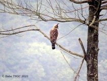 Upaya Menjaga Elang Jawa, si Predator Gunung Ciremai