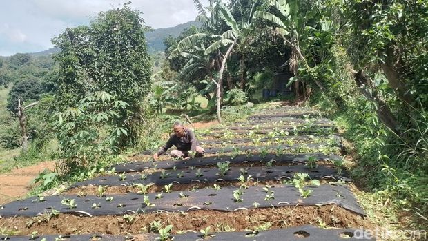 Fasilitas dan aktivitas di Bojafarm & Farmstay di Bogor