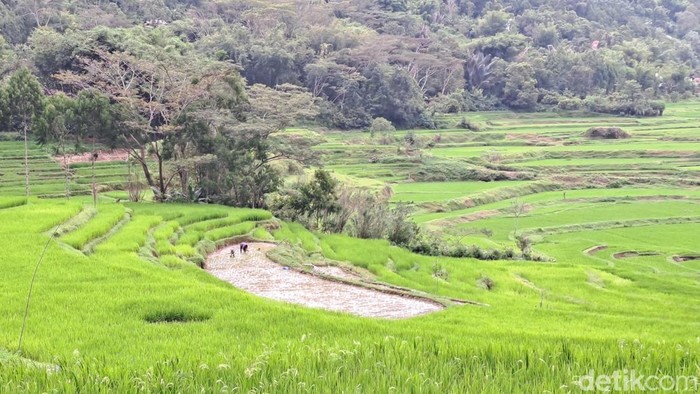 Ilustrasi sawah padi di Kaltim.