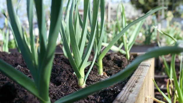 Ilustrasi tanaman daun bawang Group of large leek plants in raised garden bed. Known as scallion, green onion or  Allium porrum. Selective focus on one leek in the middle.