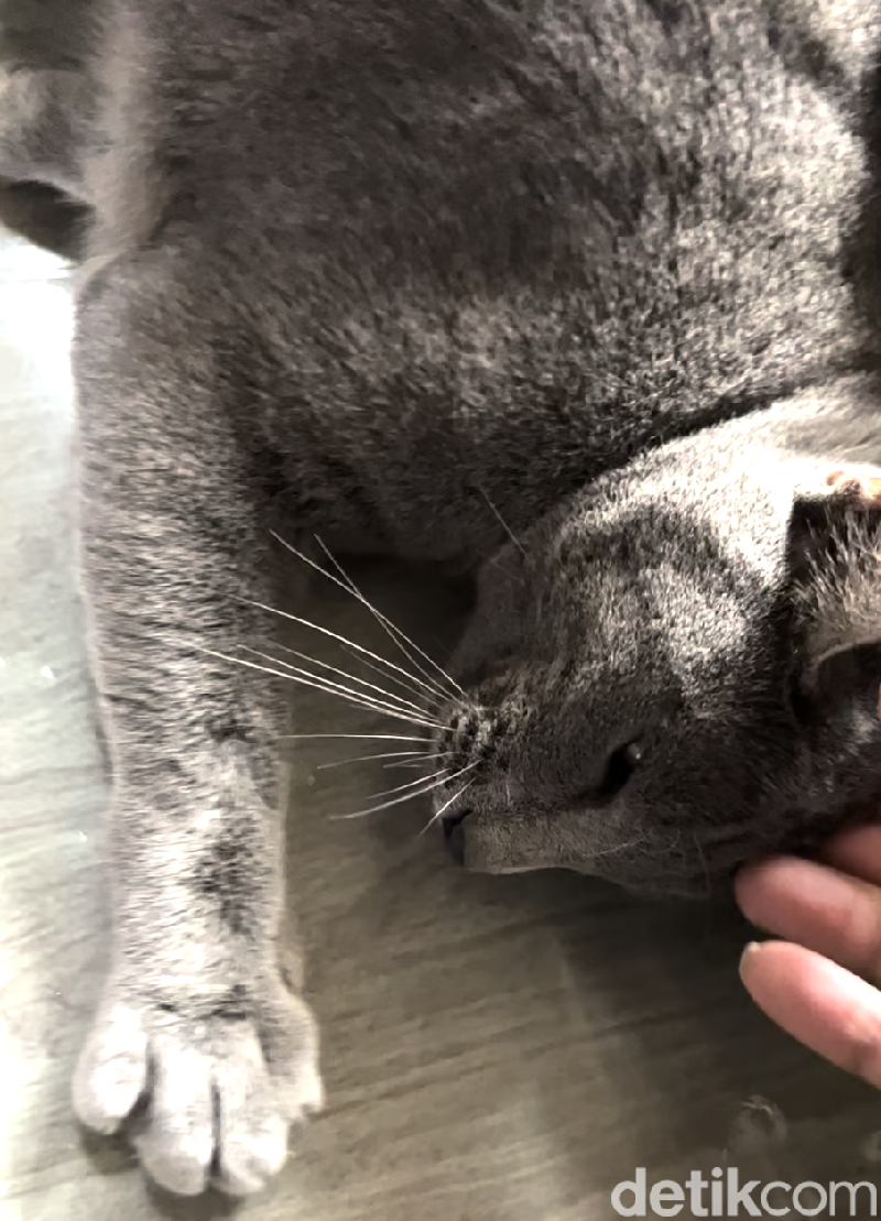 Kucing busok atau kucing Raas ini ternyata merupakan ras kucing asli Indonesia. Kucing ini memiliki keunikan tersendiri dan sebagai hewan endemik. Hewan ini aslinya berasal dari Pulau Raas, Sumenep, Madura.