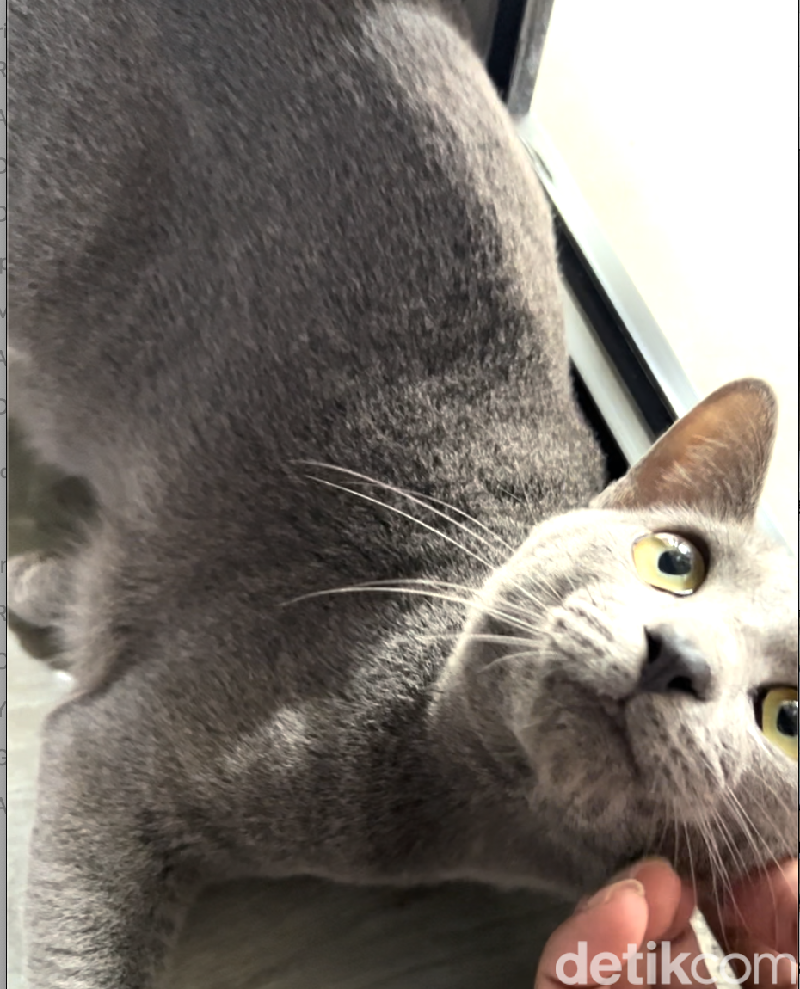 Kucing busok atau kucing Raas ini ternyata merupakan ras kucing asli Indonesia. Kucing ini memiliki keunikan tersendiri dan sebagai hewan endemik. Hewan ini aslinya berasal dari Pulau Raas, Sumenep, Madura.