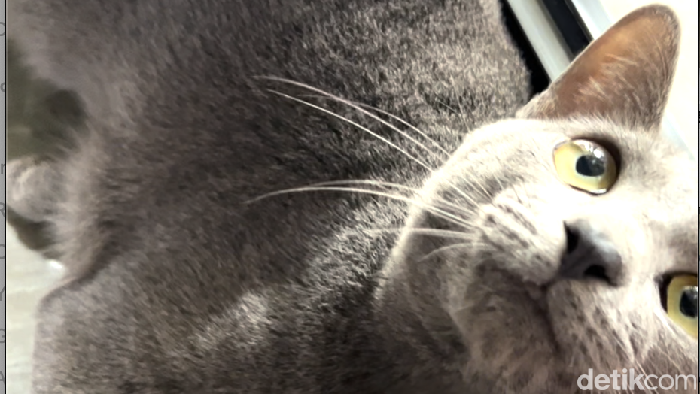 Kucing Busok Kucing busok atau kucing Raas ini ternyata merupakan ras kucing asli Indonesia. Kucing ini memiliki keunikan tersendiri dan sebagai hewan endemik. Hewan ini aslinya berasal dari Pulau Raas, Sumenep, Madura.