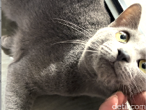 Mengenal Busok, Kucing Madura yang Mirip British Short Hair