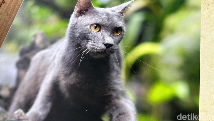 Foto Repro Kucing Busok yang dipamerkan di Animalium Science Center, Cibinong, Bogor