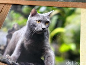 7 Cara Ampuh Bersihkan Bulu Hewan yang Menempel di Perabotan
