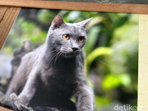 Gemes, Elus Kucing Asli Madura yang Mirip British Short Hair