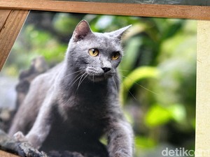 Gemes, Elus Kucing Asli Madura yang Mirip British Short Hair