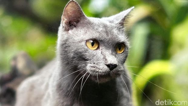 Foto Repro Kucing Busok yang dipamerkan di Animalium Science Center, Cibinong, Bogor