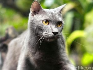 Video: Bukan British Short Hair, Kucing Ini Asli Madura
