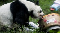 Xin Xin menggigit keranjang kue ulang tahunnya. Perayaan tersebut meliputi tarian naga tradisional China yang diselenggarakan oleh Pusat Kebudayaan China di Meksiko. Foto: REUTERS/Mariana Hernandez