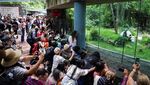 Meksiko Rayakan Ulang Tahun ke-35 Panda Xin Xin