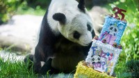 Kebun Binatang Chapultepec Kota Meksiko merayakan ulang tahun ke-35 panda Xin Xin pada hari Minggu (29/6) dengan acara khusus yang menampilkan kue tradisional. Xin Xin bersiap memakan makanan dari kue yang diberikan untuk ulang tahunnya. Foto: REUTERS/Toya Sarno Jordan