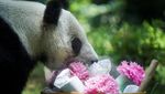 Meksiko Rayakan Ulang Tahun ke-35 Panda Xin Xin