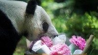 Xin Xin tampak menikmati kue ulang tahunnya. Kebun binatang tersebut mencatat bahwa Xin Xin adalah salah satu panda raksasa tertua yang dirawat manusia di seluruh dunia. Foto: REUTERS/Toya Sarno Jordan