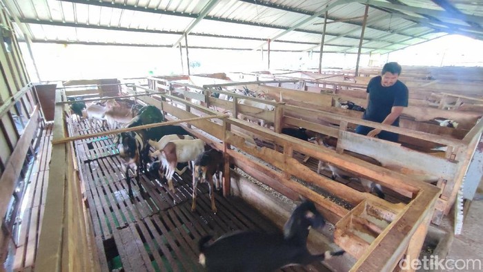 Peternak kambing perah jenis Sapera di Ciamis yang mulai fokus ke pasar lokal kala serapan industri lesu.
