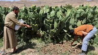 Para petani pir berduri memberikan pupuk di perkebunan pir berduri mereka, di Ghaiman, dekat Sanaa, Yaman. Pir berduri telah berubah dari buah liar menjadi tanaman yang dibudidayakan secara terorganisasi selama beberapa tahun terakhir. Foto: REUTERS/Khaled Abdullah