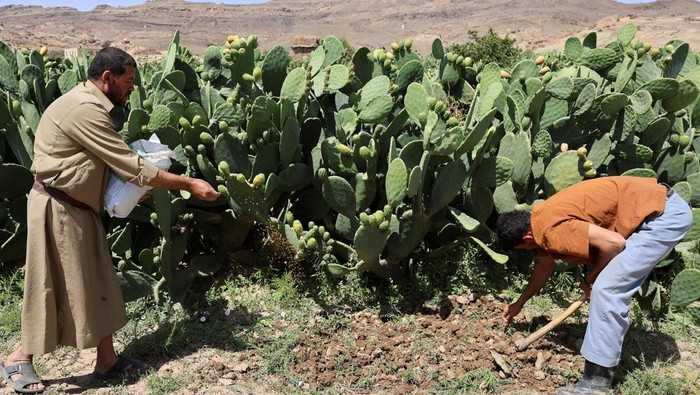 Pir Berduri Jadi Harapan Baru Petani Yaman di Tengah Krisis Prickly pears, which have gone from being a wild fruit to an organised, cultured plant over the past few years, are loaded on a pickup truck in Ghaiman, near Sanaa, Yemen June 18, 2025. REUTERS/Khaled Abdullah