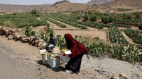 Petani membawa kaleng-kaleng buah pir berduri. Pedagang berjejer di trotoar dengan kaleng buah kaktus, menarik pelanggan dari seluruh ibu kota. Bagi banyak orang, ini lebih dari sekadar suguhan—ini adalah cara untuk bertahan hidup. Foto: REUTERS/Khaled Abdullah