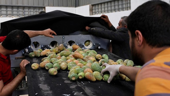 Prickly pears, which have gone from being a wild fruit to an organised, cultured plant over the past few years, are loaded on a pickup truck in Ghaiman, near Sanaa, Yemen June 18, 2025.  REUTERS/Khaled Abdullah