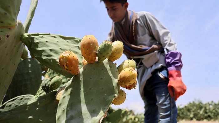 Prickly pears, which have gone from being a wild fruit to an organised, cultured plant over the past few years, are loaded on a pickup truck in Ghaiman, near Sanaa, Yemen June 18, 2025.  REUTERS/Khaled Abdullah
