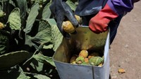 Seorang petani mengumpulkan pir berduri. Tidak ada data resmi yang melacak pertumbuhan tanaman ini, karena sebelumnya dianggap kurang penting dibandingkan buah-buahan seperti jeruk atau apel, tetapi petani dan pedagang melaporkan peningkatan tajam dalam budidaya dan popularitasnya dalam beberapa tahun terakhir. Foto: REUTERS/Khaled Abdullah