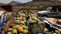 Kaleng-kaleng berisi pir berduri yang telah dipanen. Di perbukitan Ghaiman, di tenggara Sanaa, para petani memanen, mengangkut, dan membersihkan buahnya. Tanaman ini, yang dulunya liar dan musiman, kini menjadi pokok pertanian terorganisasi—yang menjadi layak karena ketahanannya terhadap kekeringan dan kebutuhan irigasi yang minimal. Foto: REUTERS/Khaled Abdullah