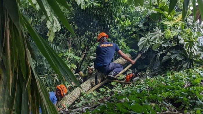 Pohon tumbang menimpa rumah warga di Bojonggede, Bogor, pada Selasa (1/7/2025) pagi tadi.